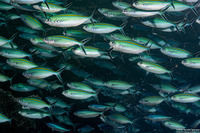 Caesio caerulaurea (Scissortail Fusilier)