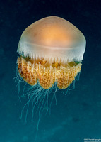 Crambione mastigophora (Rhizostome Jellyfish)