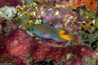 Pomacentrus philippinus (Philippine Damsel)