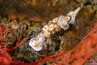 Hypselodoris tryoni (Tryon's Risbecia)