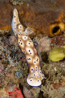 Hypselodoris tryoni (Tryon's Risbecia)