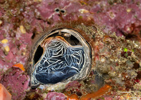 Thylacodes grandis (Grand Coral Worm Snail)