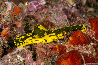 Notodoris gardineri (Gardiner's Banana Nudibranch)