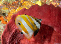 Coradion chrysozonus (Orange-Banded Coralfish)
