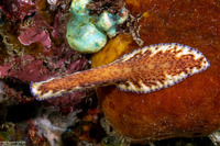 Pseudoceros sp.6 (Pseudoceros sp.6)