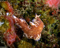 Pseudoceros sp.6 (Pseudoceros sp.6)