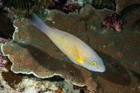 Scarus flavipectoralis (Yellowfin Parrotfish)