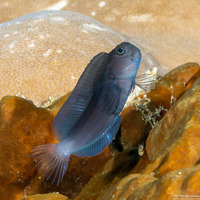 Ecsenius namiyei (Black Coralblenny)