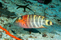 Cheilinus fasciatus (Redbreasted Wrasse)