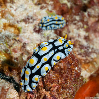 Phyllidia varicosa (Varicose Phyllidia)