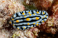 Phyllidia varicosa (Varicose Phyllidia)