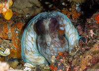 Octopus cyanea (Day Octopus)