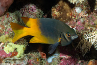 Neoglyphidodon nigroris (Yellowtail Damsel)