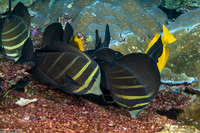 Zebrasoma veliferum (Pacific Sailfin Tang)