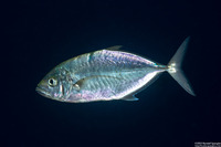 Carangoides plagiotaenia (Barcheek Trevally)