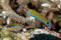 Thalassoma lunare (Crescent Wrasse)