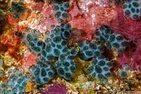 Sigillina signifera (Sigillina Signifera)