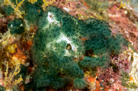 Sigillina signifera (Sigillina Signifera)