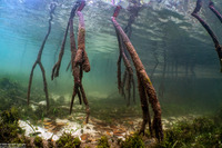 Rhizophora sp.1 (Mangrove)