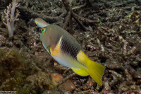 Choerodon anchorago (Anchor Tuskfish)