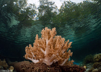 Litophyton arboreum (Litophyton Arboreum)