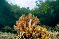 Litophyton arboreum (Litophyton Arboreum)