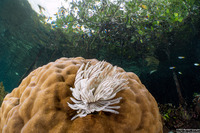 Sabellastarte sp.1 (Feather Duster Worm)