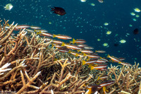 Lutjanus biguttatus (Twospot Snapper)