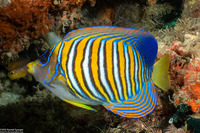 Pygoplites diacanthus (Regal Angelfish)