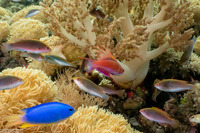 Paracheilinus paineorum (Paine's Flasher Wrasse)