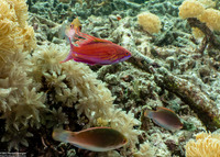 Paracheilinus paineorum (Paine's Flasher Wrasse)