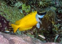 Siganus vulpinus (Foxface Rabbitfish)