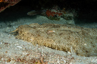 Eucrossorhinus dasypogon (Tasselled Wobbegong)