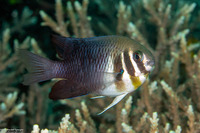 Neoglyphidodon thoracotaeniatus (Barhead Damsel)