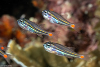 Ostorhinchus parvulus (Redspot Cardinalfish)