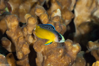 Manonichthys splendens (Splendid Dottyback)