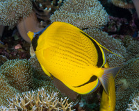 Chaetodon semeion (Dotted Butterflyfish)
