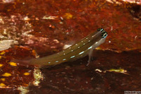 Ecsenius schroederi (Schroeder's Coralblenny)