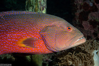 Variola louti (Yellow-Edged Lyretail)