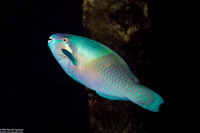 Scarus dimidiatus (Yellow-Barred Parrotfish)