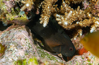 Atrosalarias fuscus (Brown Coralblenny)