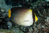 Chaetodontoplus mesoleucus (Vermiculated Angelfish)