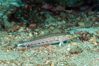 Parapercis millepunctata (Blackdotted Sandperch)