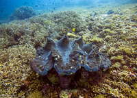 Tridacna gigas (Giant Clam)