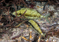 Siganus argenteus (Forktail Rabbitfish)
