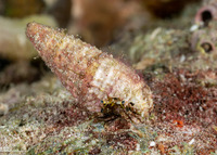 Dardanus lagopodes (Dark Knee Hermit Crab)