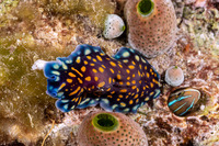 Pseudoceros lindae (Linda's Flatworm)