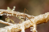 Caprella sp.1 (Skeleton Shrimp)