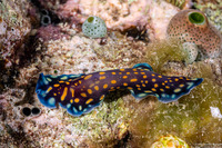 Pseudoceros lindae (Linda's Flatworm)