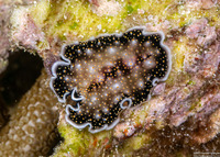 Acanthozoon alderi (Acanthozoon Alderi)